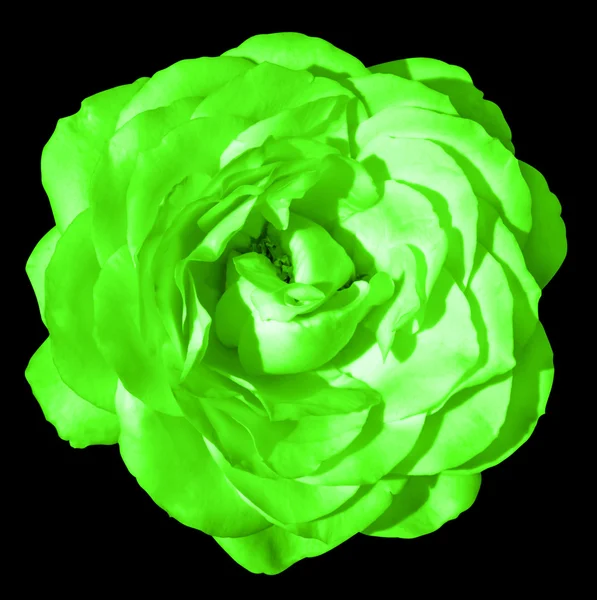 Zielony kwiat róży kolorowy makro na białym na czarnym tle — Zdjęcie stockowe