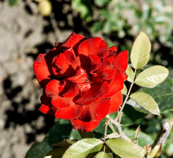 Yeşil çim zemin üzerine asit kırmızı gül çiçek makro — Stok fotoğraf