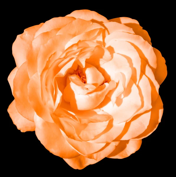 Laranja concurso rosa flor macro isolado em preto — Fotografia de Stock