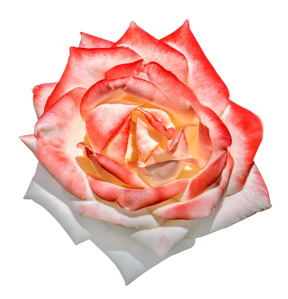 Vita och röda anbud ros blomma makro isolerad på vit — Stockfoto