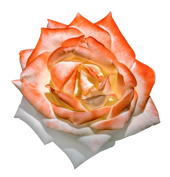 Rose tendre blanche et orange macro isolé sur blanc — Photo