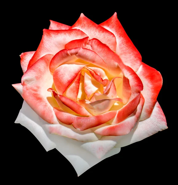 Rose tendre blanche et rouge macro isolé sur noir — Photo
