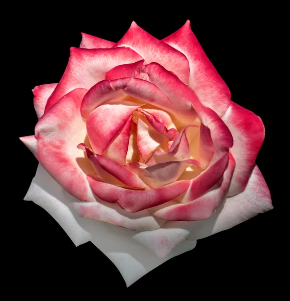 Biały i różowy przetargu róży kwiat makro na czarnym tle — Zdjęcie stockowe