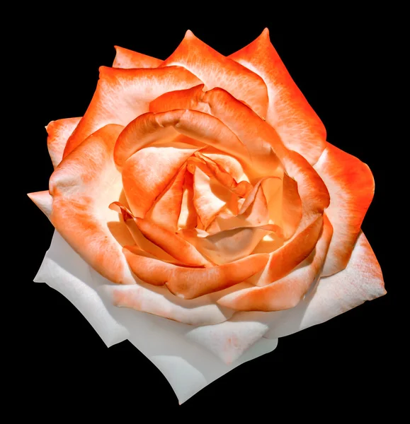 Rose tendre blanche et orange macro isolé sur noir — Photo