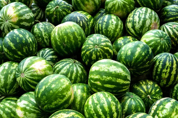 Screensaver from heap of green watermelons — Stock Photo, Image