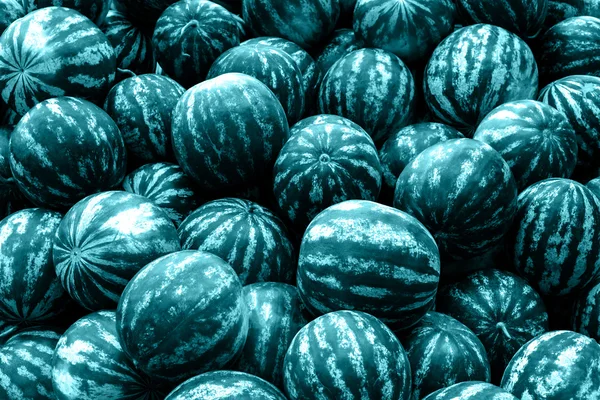 Screensaver from heap of blue watermelons — Stock Photo, Image