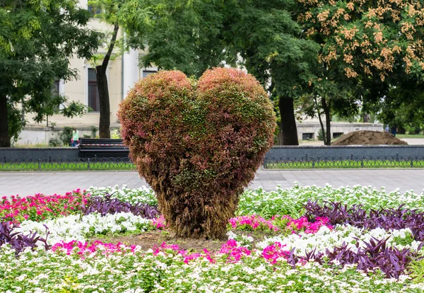 Cespuglio decorativo a forma di cuore nel parco — Foto Stock