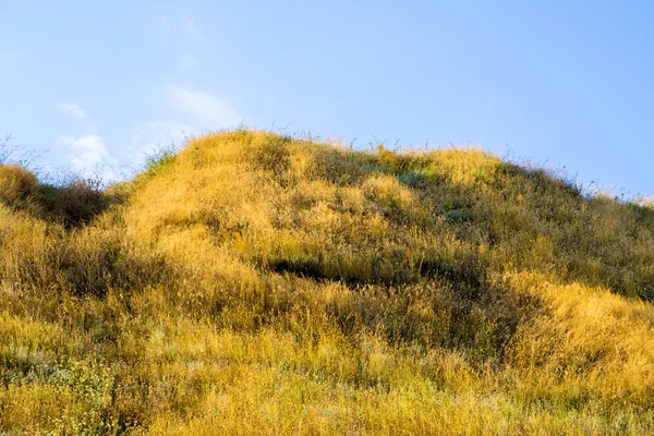 Colina com grama amarela no fundo céu azul — Fotografia de Stock