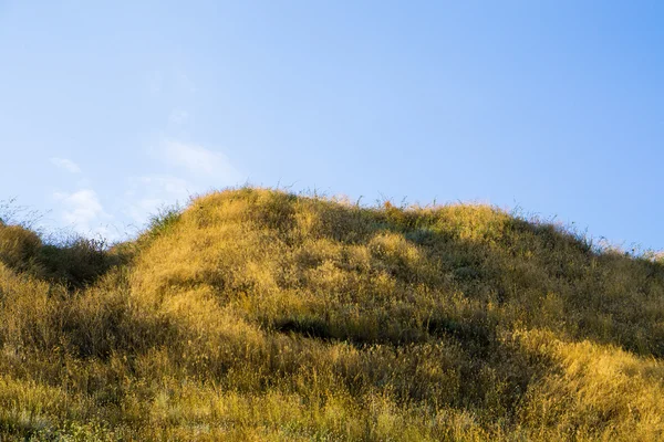 Wzgórze z żółtym trawy na tle niebieskiego nieba — Zdjęcie stockowe