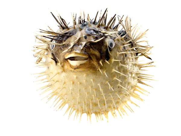 노란 물고기 고슴도치 흰색 절연 — 스톡 사진