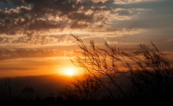 Plantas sobre fondo de hermoso cielo azul nublado con puesta de sol dorada y rayos de luz —  Fotos de Stock