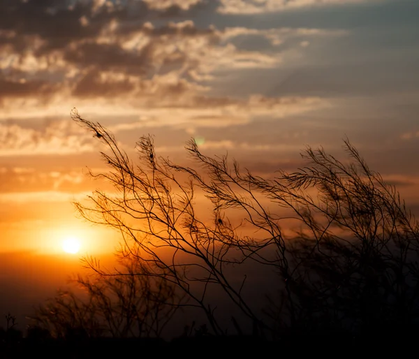 Plante pe fundal de cer albastru frumos tulbure cu apus de soare roșu auriu și raze de lumină — Fotografie, imagine de stoc