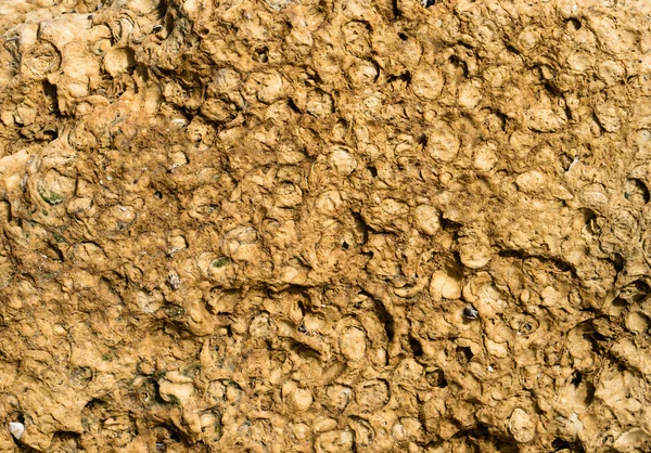 貝殻岩から茶色の壁のテクスチャ — ストック写真