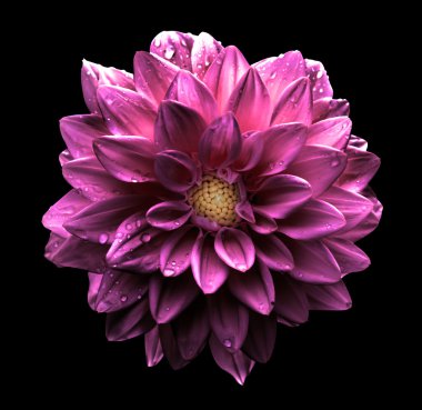 Siyah izole gerçeküstü koyu krom Pembe çiçek dahlia makro
