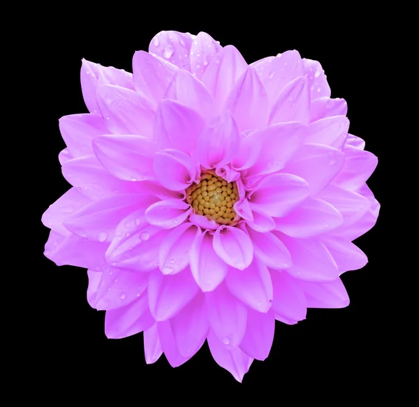 Фиолетовый Цветок Георгины Макро Изолирован Черный — стоковое фото