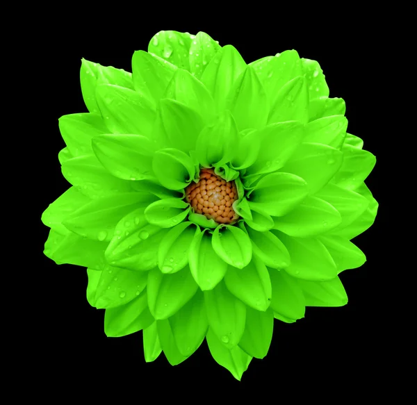 Säure Grüne Blume Dahlie Makro Isoliert Auf Schwarz — Stockfoto