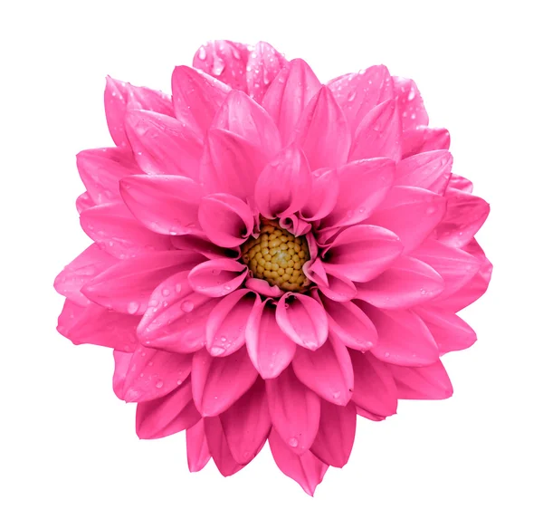 Кислота Рожева Квітка Даля Макро Ізольована Білому — стокове фото