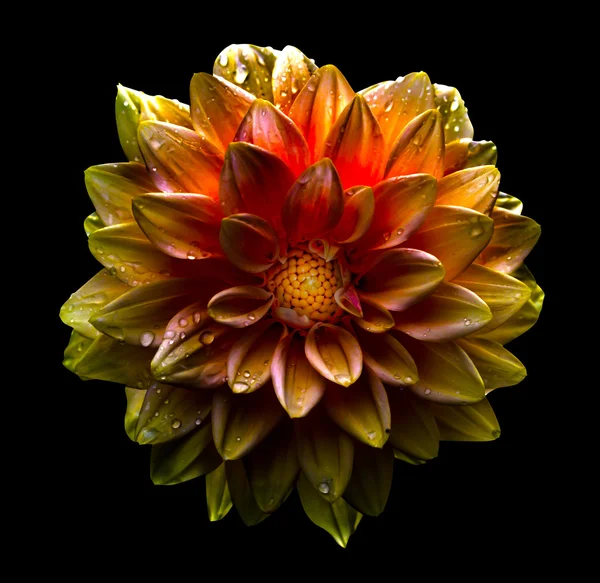 Surrealistisch Donkere Chroom Goud Rood Bloem Dahlia Macro Geïsoleerd Zwart — Stockfoto