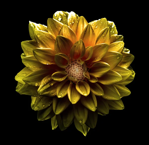 Surrealistyczne Chrom Ciemny Złoty Kwiat Dalia Makro Białym Czarnym Tle — Zdjęcie stockowe