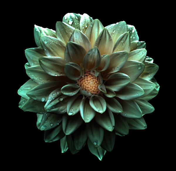 Surreal dark chrome green ish flower dahlia macro isolated on black
