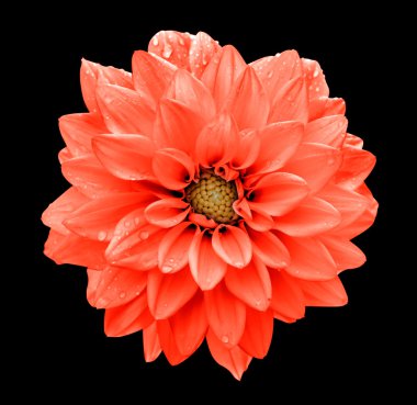 Siyah izole kırmızı çiçek dahlia makro