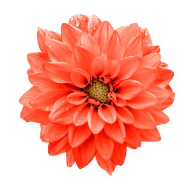 Beyaz izole kırmızı çiçek dahlia makro