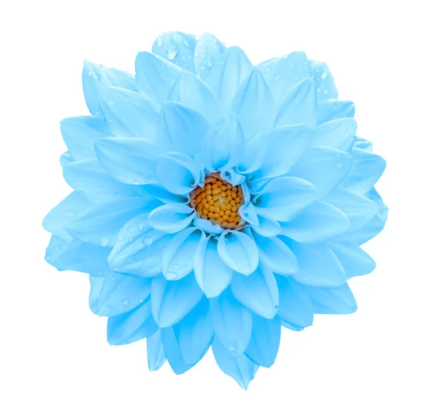 Jasno niebieski kwiat Dalia makro na białym tle — Zdjęcie stockowe
