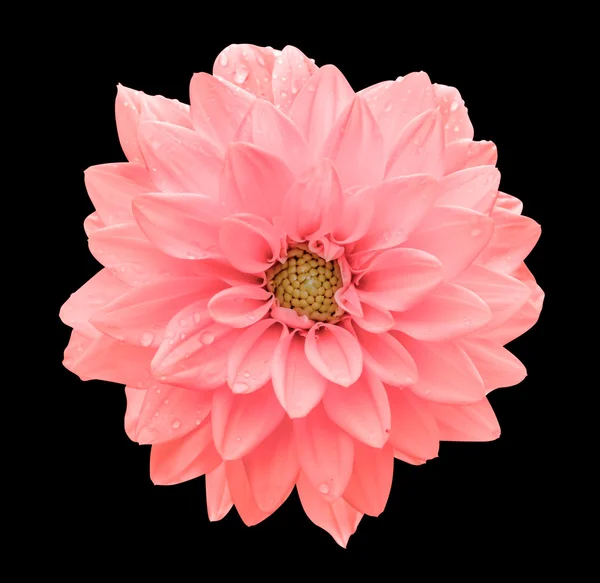 黒に分離されたピンクの花ダリア マクロ — ストック写真