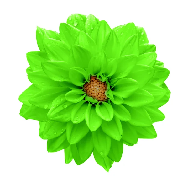 Säure Grüne Blume Dahlie Makro Isoliert Auf Weiß — Stockfoto