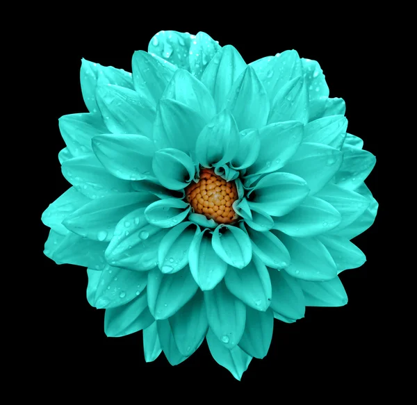 Turquoise Fleur Dahlia Macro Isolé Sur Noir — Photo