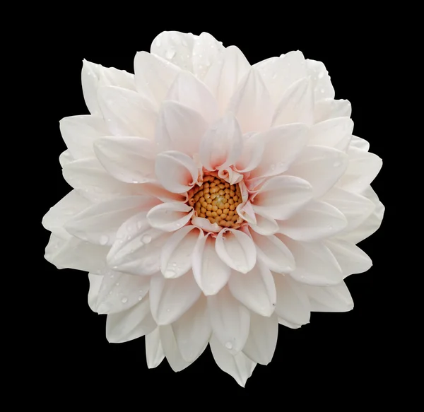 Fleur Blanche Dahlia Macro Isolé Sur Noir — Photo