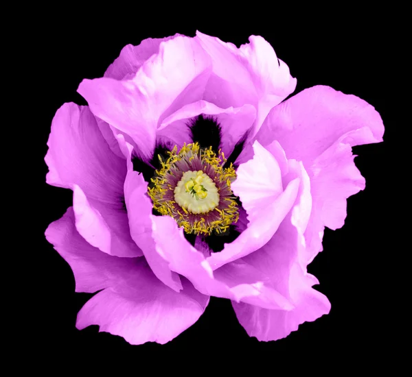 Βιολετί Παιωνία Λουλούδι Μακρο Φωτογραφία Απομονώνονται Μαύρο — Φωτογραφία Αρχείου