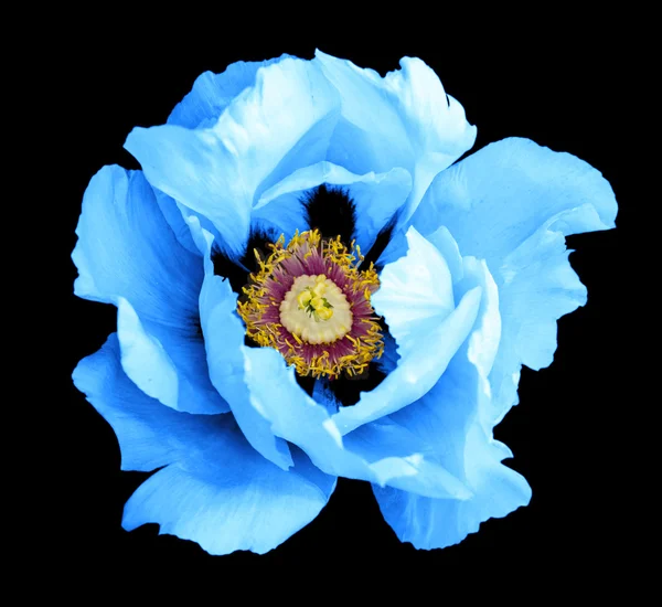 Blue peony flower macro photography isolated on black