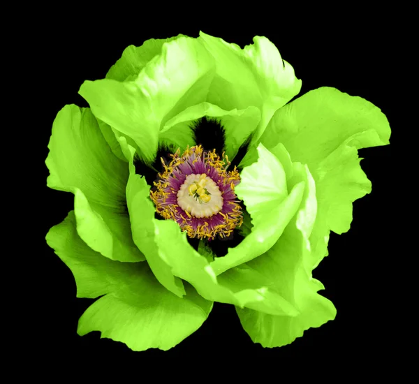 Πράσινο Παιωνία Λουλούδι Μακρο Φωτογραφία Απομονώνονται Μαύρο — Φωτογραφία Αρχείου