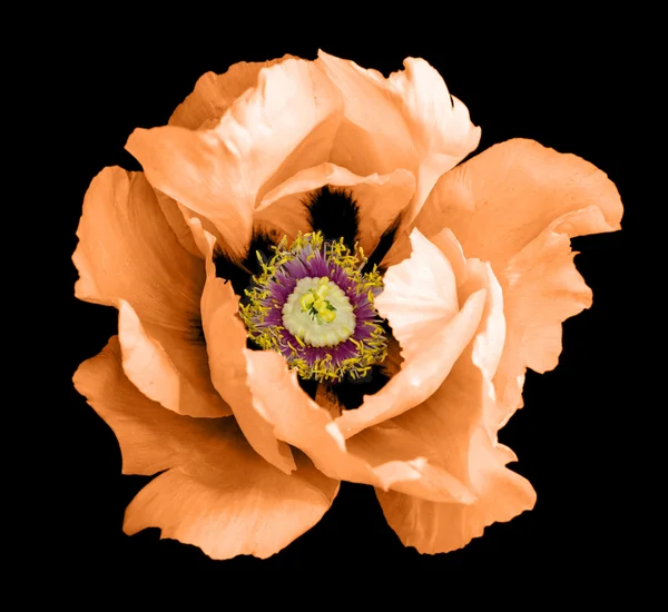 Πορτοκαλί Παιωνία Λουλούδι Μακρο Φωτογραφία Απομονώνονται Μαύρο — Φωτογραφία Αρχείου