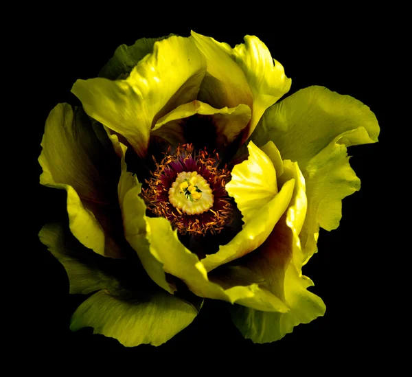Σουρεαλιστικό σκούρο κίτρινο χρώμιο παιωνία λουλούδι μακρο απομονώνονται σε μαύρο — Φωτογραφία Αρχείου
