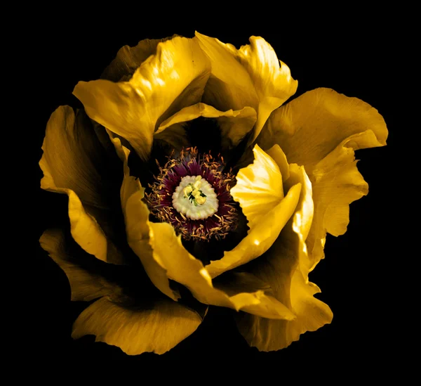 Σουρεαλιστικό σκούρο χρώμιο χρυσή παιωνία λουλούδι μακρο απομονώνονται σε μαύρο — Φωτογραφία Αρχείου