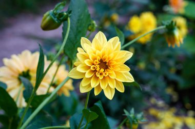 Kontrast sarı çiçek dahlia makro Bahçe