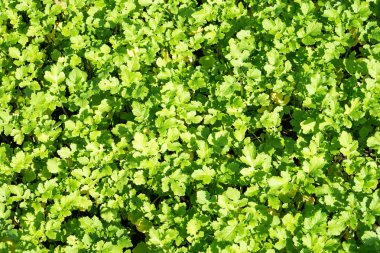 Yeşil yaprak hardal arka plan filtre alanı