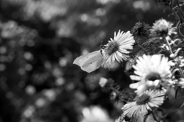 Borboleta coletando pólen da flor macro preto e branco — Fotografia de Stock