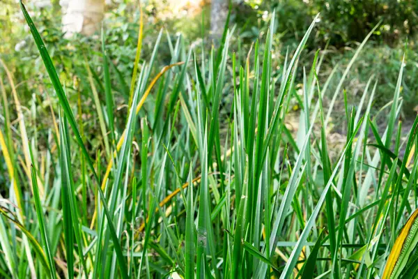 Zielona trawa w ogrodzie jesienią — Zdjęcie stockowe