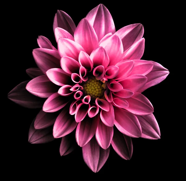 Surrealista oscuro cromo rosa flor dalia macro aislado en negro —  Fotos de Stock