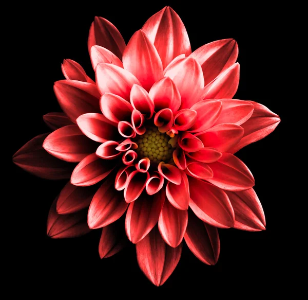 Surreal escuro cromo vermelho flor dahlia macro isolado em preto — Fotografia de Stock