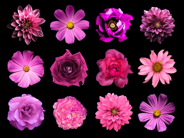 Mélanger le collage de fleurs roses naturelles et surréalistes 12 en 1 : dahlias, primulas, aster vivace, fleur de marguerite, roses, pivoine isolée sur noir — Photo