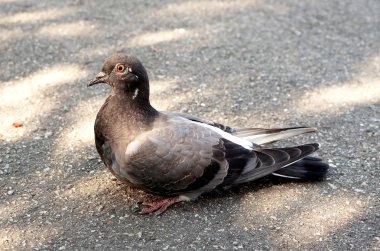 Kuş güvercin kaldırımda yürüyor