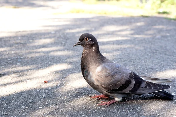 Piccione uccello cammina sul marciapiede — Foto Stock