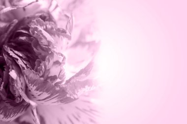 Tatlı renk petal egzotik Gül menekşe romantik degrade arka plan üzerinde