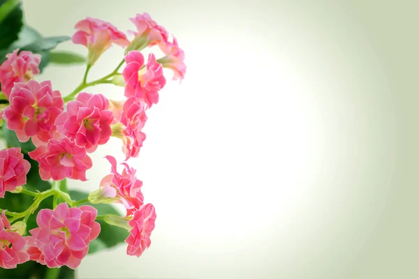 Pink flowers of Kalanchoe plant on romantic gradient background — Stock Photo, Image