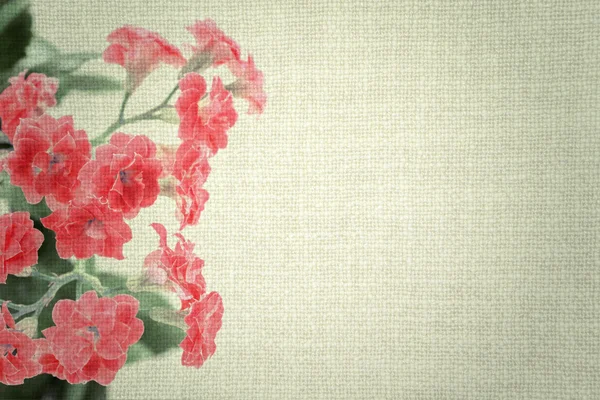 Red flowers of Kalanchoe plant on old dark cloth texture vintage styled — ストック写真