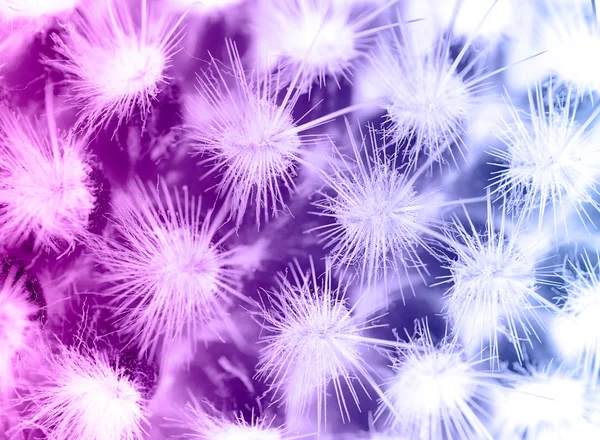 Fondo de degradado rosa y azul dulce de espinas de cactus macro con efecto difuminado — Foto de Stock